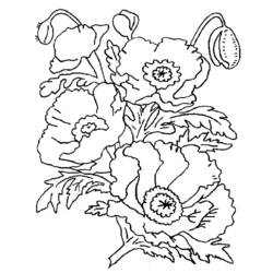 Dibujo para colorear: Amapola (Naturaleza) #162457 - Dibujos para colorear