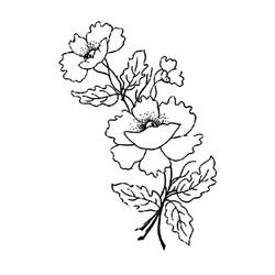 Dibujo para colorear: Amapola (Naturaleza) #162481 - Dibujos para Colorear e Imprimir Gratis