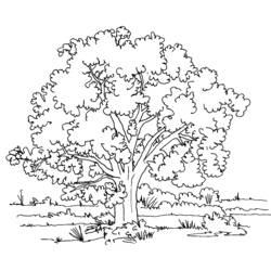 Dibujo para colorear: Árbol (Naturaleza) #154668 - Dibujos para colorear