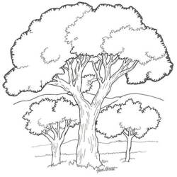 Dibujo para colorear: Árbol (Naturaleza) #154679 - Dibujos para colorear