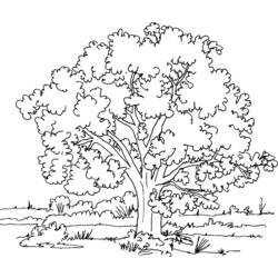 Dibujo para colorear: Árbol (Naturaleza) #154714 - Dibujos para colorear