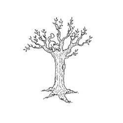 Dibujo para colorear: Árbol (Naturaleza) #154721 - Dibujos para colorear
