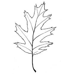 Dibujo para colorear: Árbol (Naturaleza) #154919 - Dibujos para colorear
