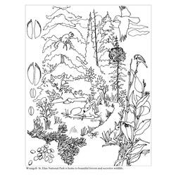 Dibujo para colorear: Bosque (Naturaleza) #157007 - Dibujos para colorear