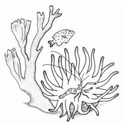 Dibujo para colorear: Coral (Naturaleza) #163008 - Dibujos para colorear