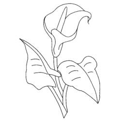 Dibujo para colorear: Flores (Naturaleza) #154989 - Dibujos para Colorear e Imprimir Gratis