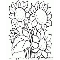 Dibujo para colorear: Flores (Naturaleza) #155000 - Dibujos para colorear