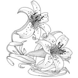 Dibujo para colorear: Flores (Naturaleza) #155026 - Dibujos para Colorear e Imprimir Gratis