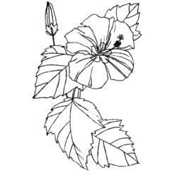 Dibujo para colorear: Flores (Naturaleza) #155056 - Dibujos para Colorear e Imprimir Gratis