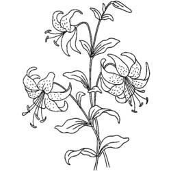 Dibujo para colorear: Flores (Naturaleza) #155057 - Dibujos para Colorear e Imprimir Gratis