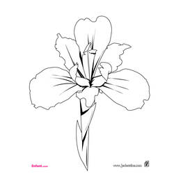 Dibujo para colorear: Flores (Naturaleza) #155064 - Dibujos para Colorear e Imprimir Gratis