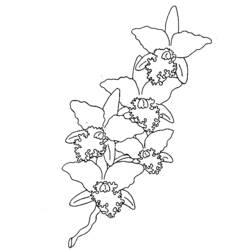 Dibujo para colorear: Flores (Naturaleza) #155073 - Dibujos para Colorear e Imprimir Gratis