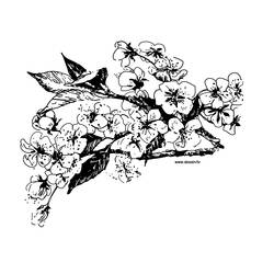 Dibujo para colorear: Flores (Naturaleza) #155086 - Dibujos para Colorear e Imprimir Gratis