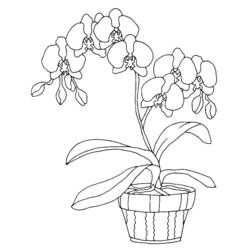 Dibujo para colorear: Flores (Naturaleza) #155091 - Dibujos para Colorear e Imprimir Gratis