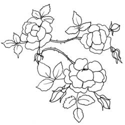 Dibujo para colorear: Flores (Naturaleza) #155096 - Dibujos para Colorear e Imprimir Gratis