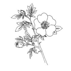 Dibujo para colorear: Flores (Naturaleza) #155149 - Dibujos para Colorear e Imprimir Gratis