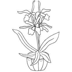 Dibujo para colorear: Flores (Naturaleza) #155185 - Dibujos para Colorear e Imprimir Gratis