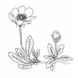 Dibujo para colorear: Flores (Naturaleza) #155197 - Dibujos para Colorear e Imprimir Gratis