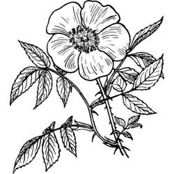 Dibujo para colorear: Flores (Naturaleza) #155198 - Dibujos para Colorear e Imprimir Gratis