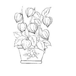 Dibujo para colorear: Flores (Naturaleza) #155208 - Dibujos para Colorear e Imprimir Gratis