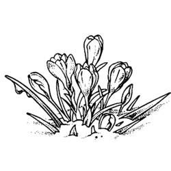 Dibujo para colorear: Flores (Naturaleza) #155215 - Dibujos para Colorear e Imprimir Gratis