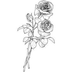 Dibujo para colorear: Flores (Naturaleza) #155220 - Dibujos para Colorear e Imprimir Gratis