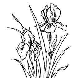 Dibujo para colorear: Flores (Naturaleza) #155225 - Dibujos para Colorear e Imprimir Gratis