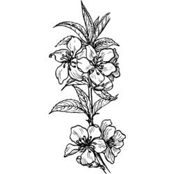 Dibujo para colorear: Flores (Naturaleza) #155235 - Dibujos para Colorear e Imprimir Gratis