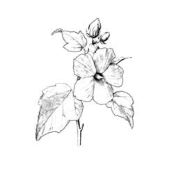 Dibujo para colorear: Flores (Naturaleza) #155236 - Dibujos para Colorear e Imprimir Gratis