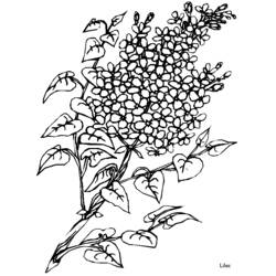 Dibujo para colorear: Flores (Naturaleza) #155263 - Dibujos para Colorear e Imprimir Gratis