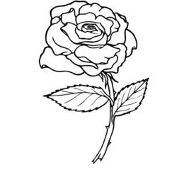 Dibujo para colorear: Rosas (Naturaleza) #161864 - Dibujos para colorear