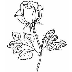Dibujo para colorear: Rosas (Naturaleza) #161867 - Dibujos para Colorear y Pintar