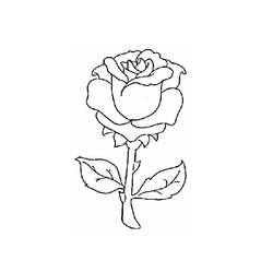 Dibujo para colorear: Rosas (Naturaleza) #161907 - Dibujos para Colorear y Pintar