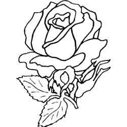 Dibujo para colorear: Rosas (Naturaleza) #161922 - Dibujos para Colorear e Imprimir Gratis