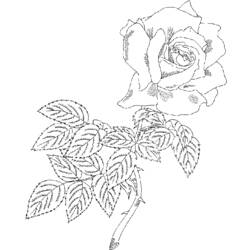 Dibujo para colorear: Rosas (Naturaleza) #161939 - Dibujos para Colorear e Imprimir Gratis