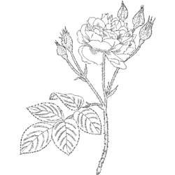 Dibujo para colorear: Rosas (Naturaleza) #161953 - Dibujos para Colorear e Imprimir Gratis