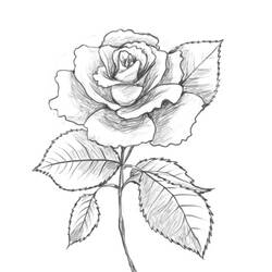 Dibujo para colorear: Rosas (Naturaleza) #161955 - Dibujos para colorear