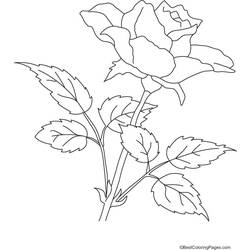 Dibujo para colorear: Rosas (Naturaleza) #161964 - Dibujos para Colorear e Imprimir Gratis