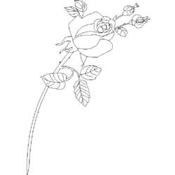 Dibujo para colorear: Rosas (Naturaleza) #161965 - Dibujos para Colorear e Imprimir Gratis