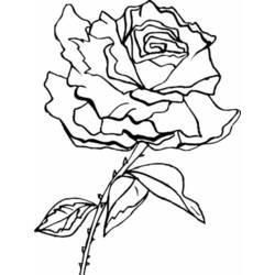 Dibujo para colorear: Rosas (Naturaleza) #161966 - Dibujos para Colorear e Imprimir Gratis