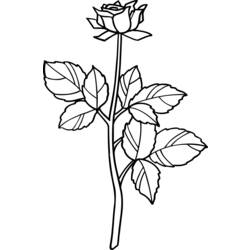 Dibujo para colorear: Rosas (Naturaleza) #161973 - Dibujos para Colorear y Pintar