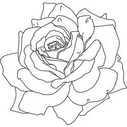 Dibujo para colorear: Rosas (Naturaleza) #161983 - Dibujos para Colorear e Imprimir Gratis