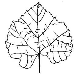 Dibujo para colorear: Temporada de Otoño (Naturaleza) #164330 - Dibujos para Colorear e Imprimir Gratis