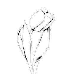 Dibujo para colorear: Tulipán (Naturaleza) #161615 - Dibujos para colorear