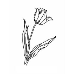Dibujo para colorear: Tulipán (Naturaleza) #161641 - Dibujos para colorear