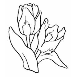 Dibujo para colorear: Tulipán (Naturaleza) #161648 - Dibujos para Colorear e Imprimir Gratis