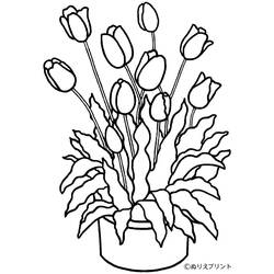 Dibujo para colorear: Tulipán (Naturaleza) #161649 - Dibujos para colorear