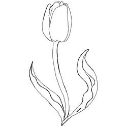 Dibujo para colorear: Tulipán (Naturaleza) #161651 - Dibujos para colorear