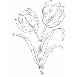 Dibujo para colorear: Tulipán (Naturaleza) #161655 - Dibujos para Colorear e Imprimir Gratis