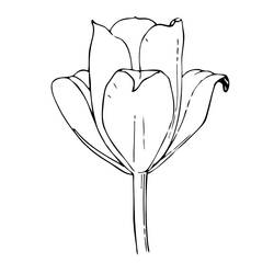 Dibujo para colorear: Tulipán (Naturaleza) #161657 - Dibujos para Colorear e Imprimir Gratis